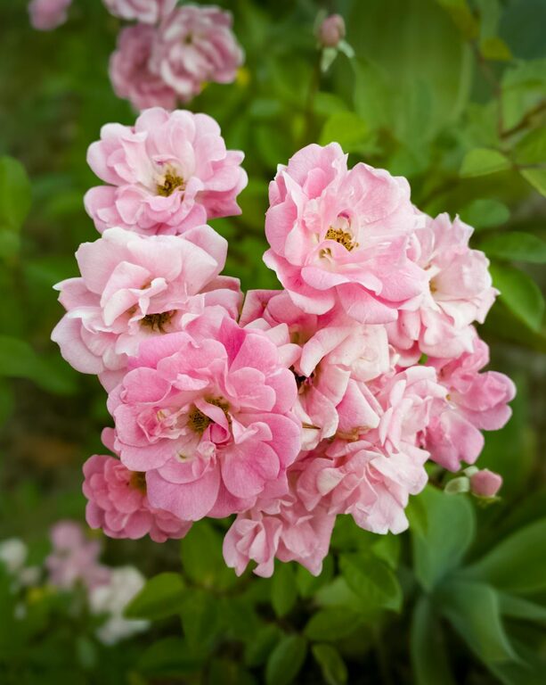 Tips for Creating a Beautiful and Functional Home Garden